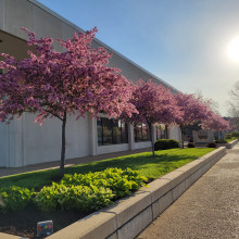 redbud building